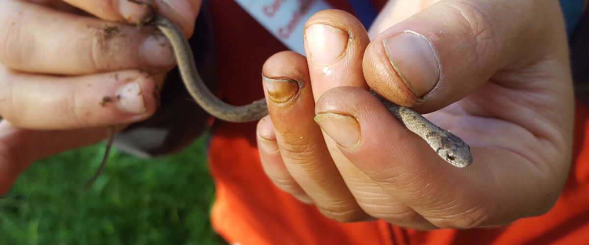 snake-pic1