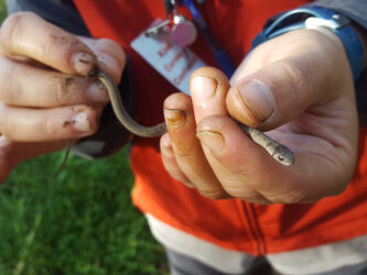 snake-pic1