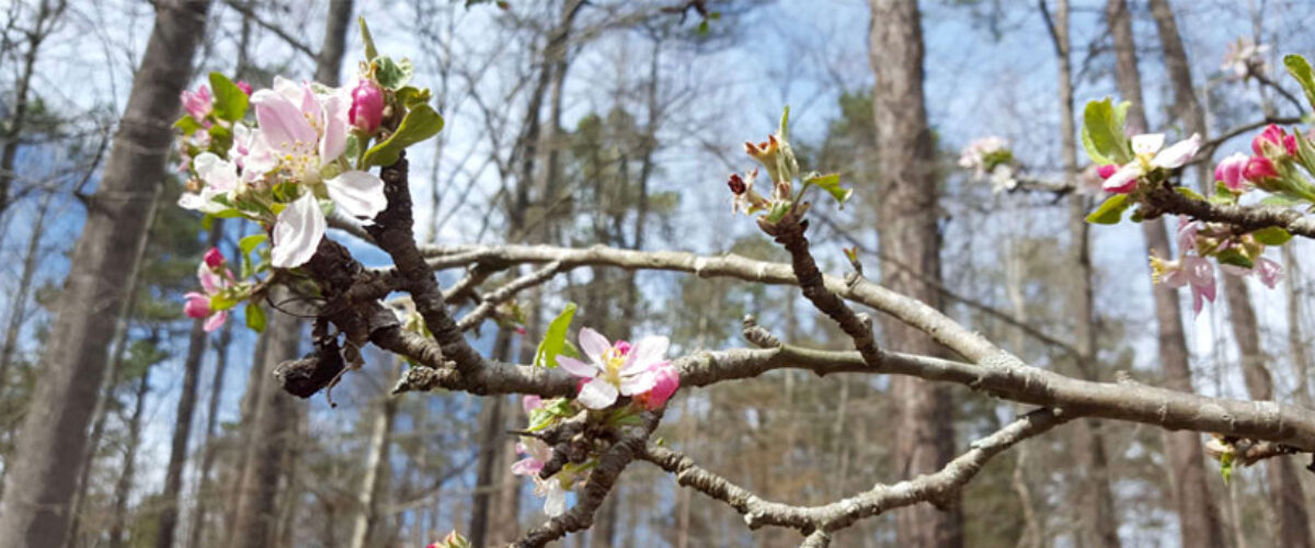 blossoms mini