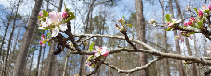 blossoms mini