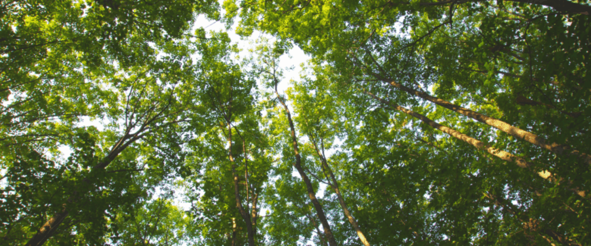 trees