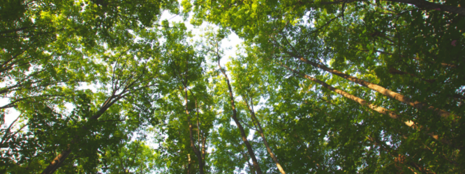 trees