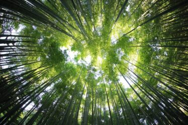 forest-small