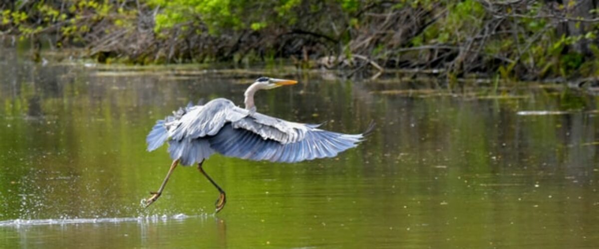 great-blue-heron-uncropped