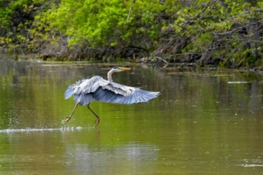 great-blue-heron-uncropped