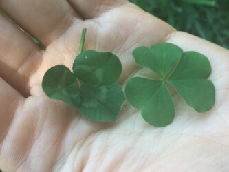sorel-vs-clover