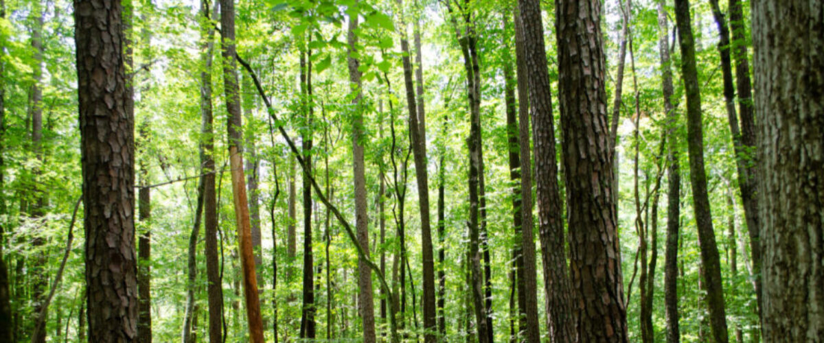 Forest with green leaves