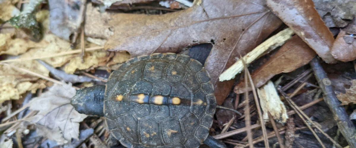 Tiny Turtle