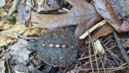 Tiny Turtle