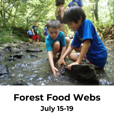 forest food webs