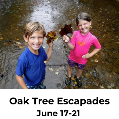 Oak Tree Escapades
