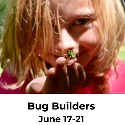 Bug Builders