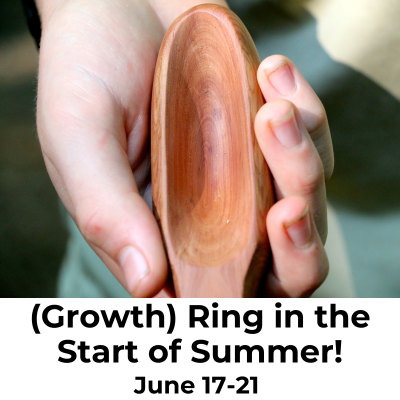 growth ring in the start of summer