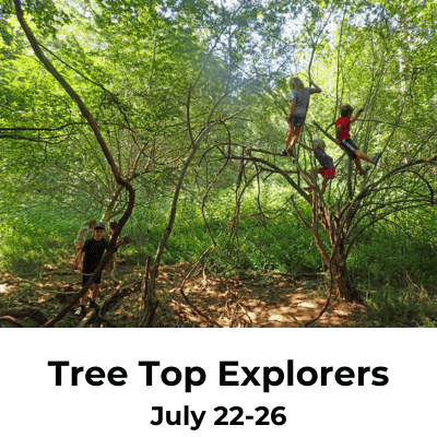 tree top explorers