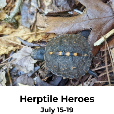 Herptile Heroes