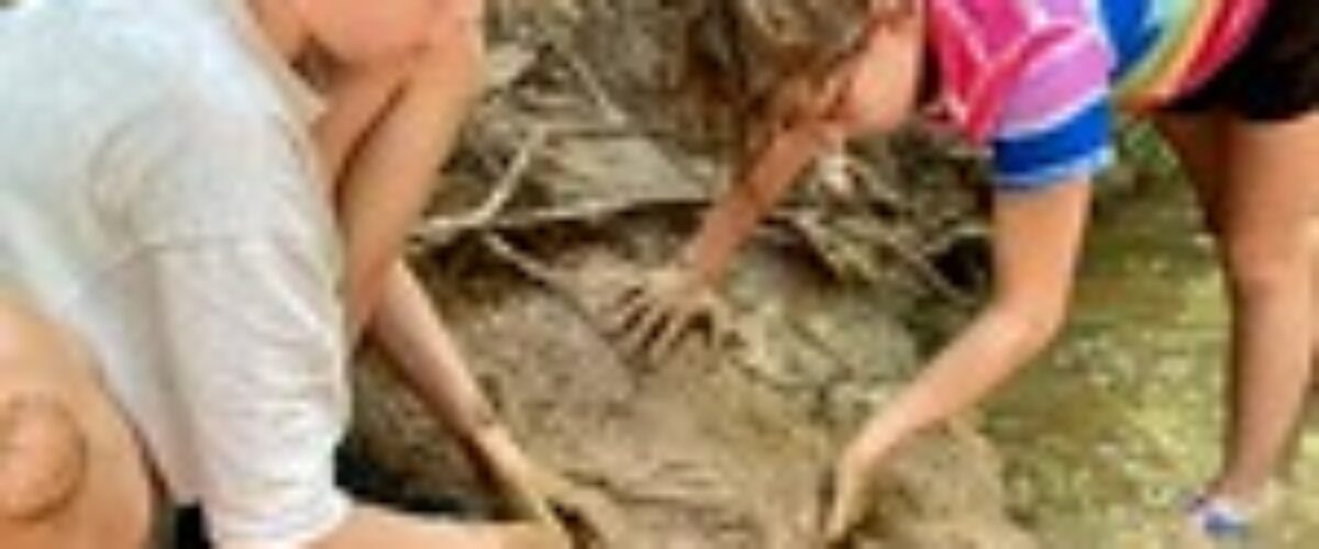 53958492274_63085a19ba_q