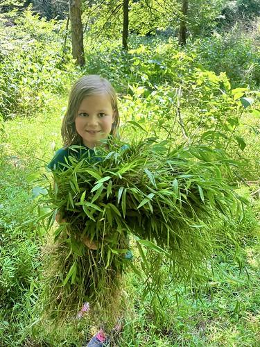 July 14-18: Fern