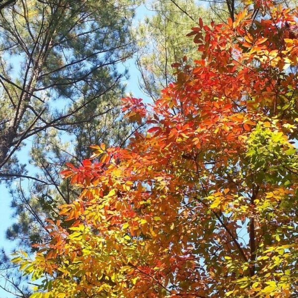 October 24 Discovery Day at Loblolly