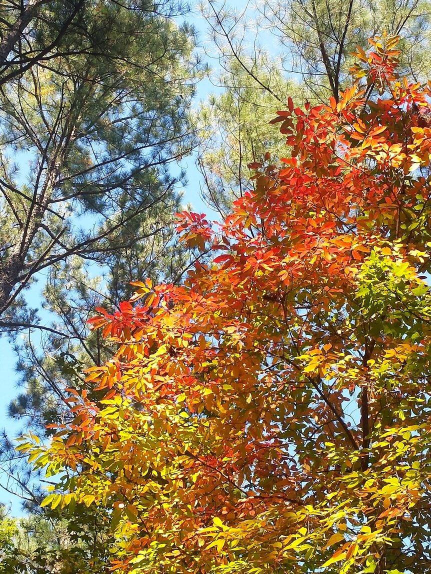 October 24 Discovery Day at Loblolly