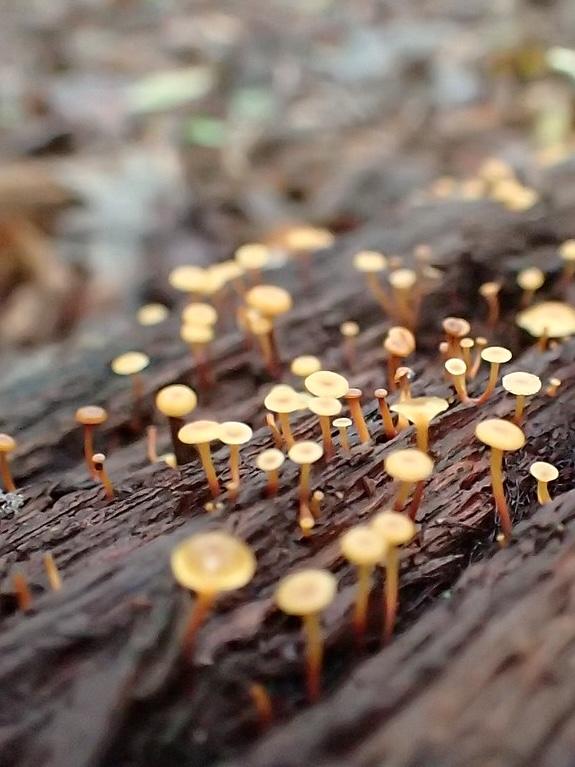 October 2 Discovery Day at Brumley Forest