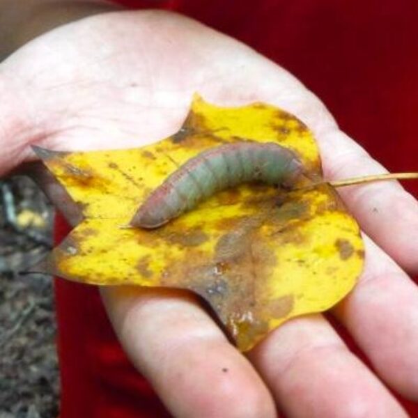 October 17 Discovery Day at Brumley Forest