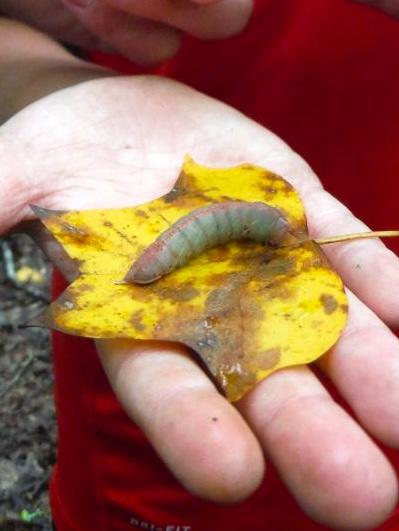 October 17 Discovery Day at Brumley Forest