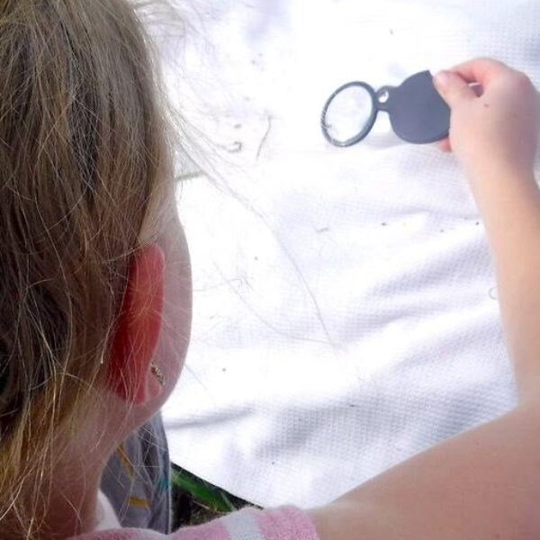 November 11 Discovery Day at Brumley Forest