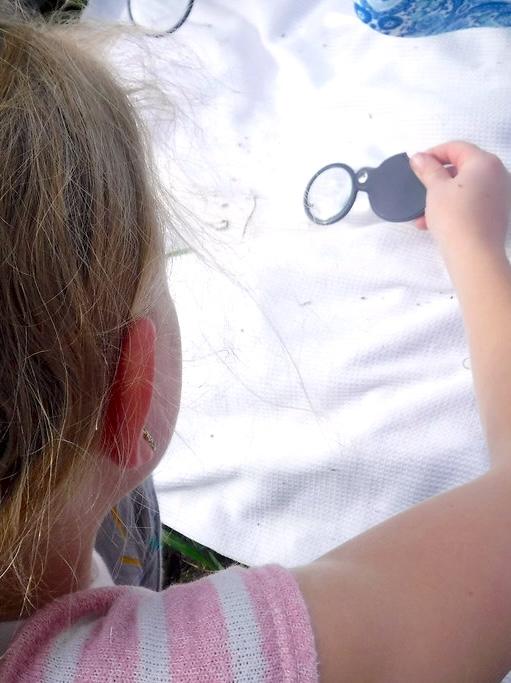 November 11 Discovery Day at Brumley Forest