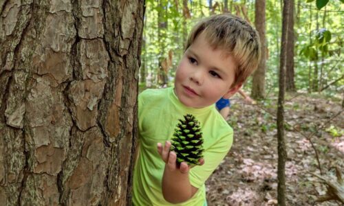 June 15-19: Pinecone Photo Gallery